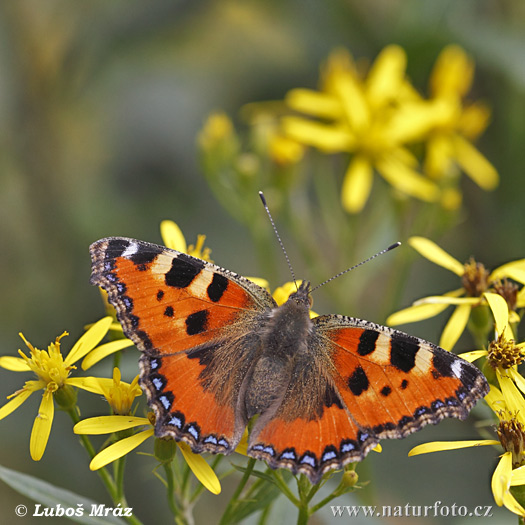 Aglais urticae