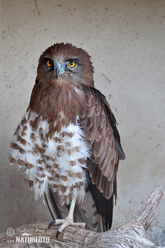 Águila culebrera europea