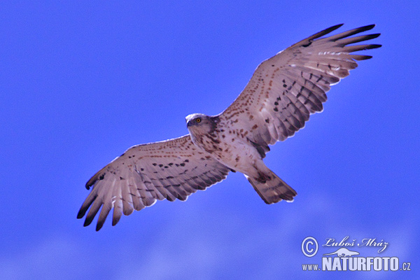 Águila culebrera europea