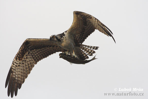 Águila pescadora