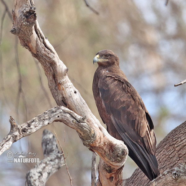 Águila rapaz