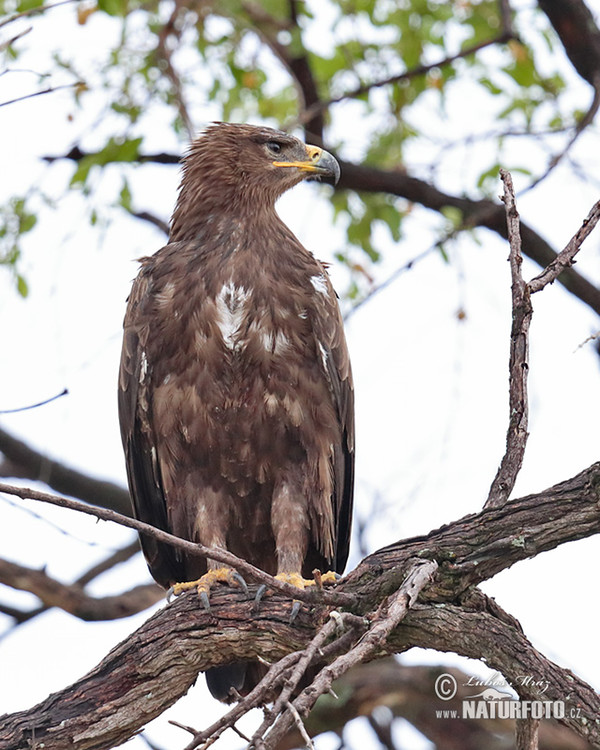 Águila rapaz