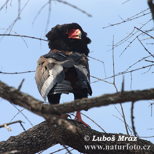 Águila volatinera