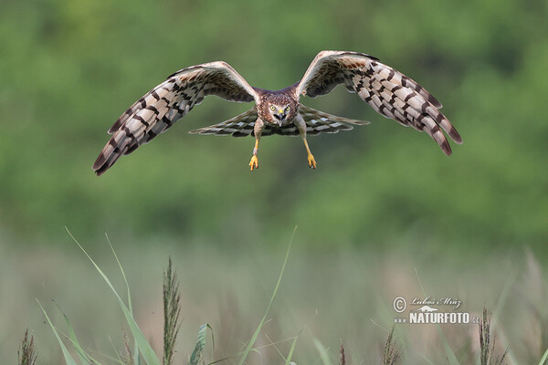 Aguilucho cenizo