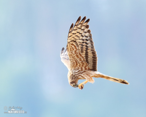 Aguilucho cenizo