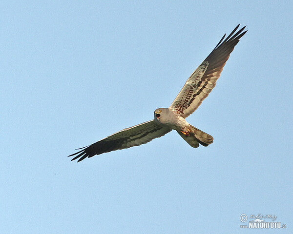 Aguilucho cenizo