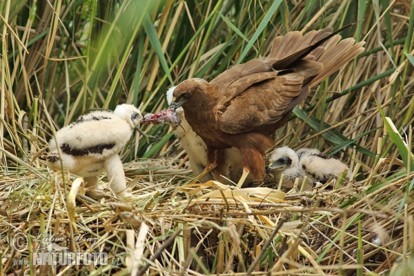 Aguilucho lagunero