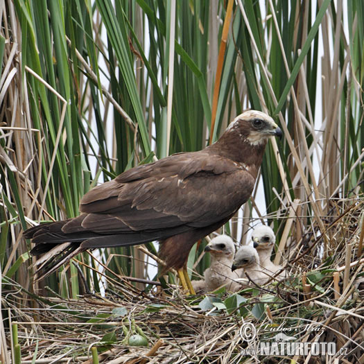 Aguilucho lagunero