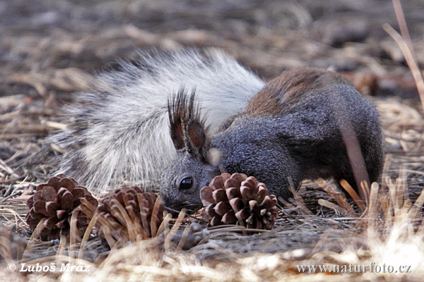 aibabhörnchen