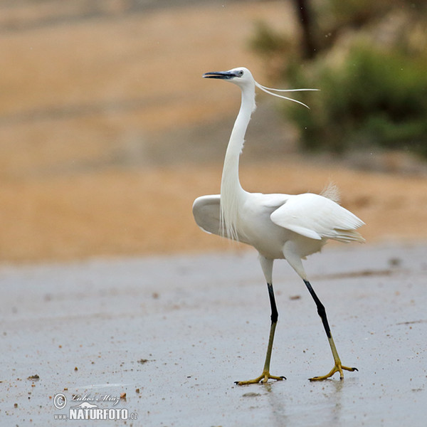 Aigrette garzette