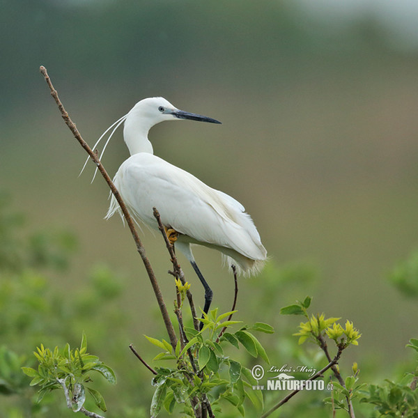 Aigrette garzette