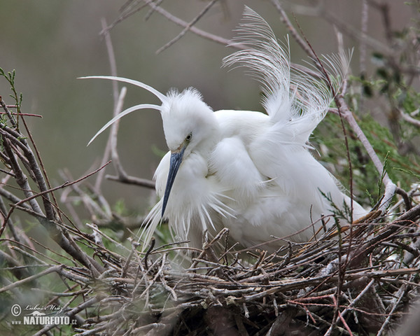 Aigrette garzette