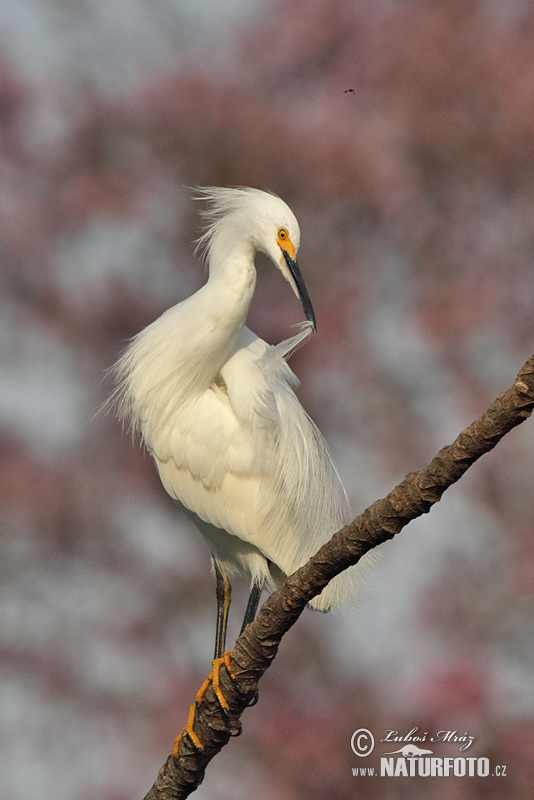 Aigrette neigeuse