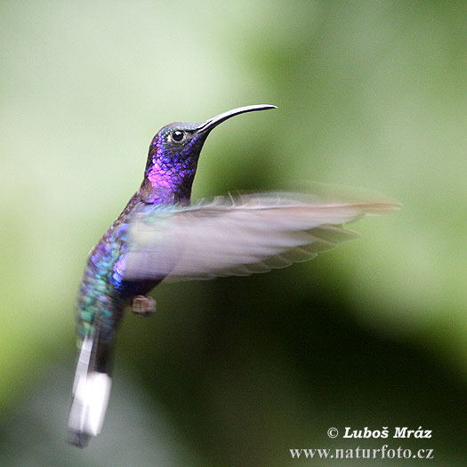 Ala de Sable Violeta