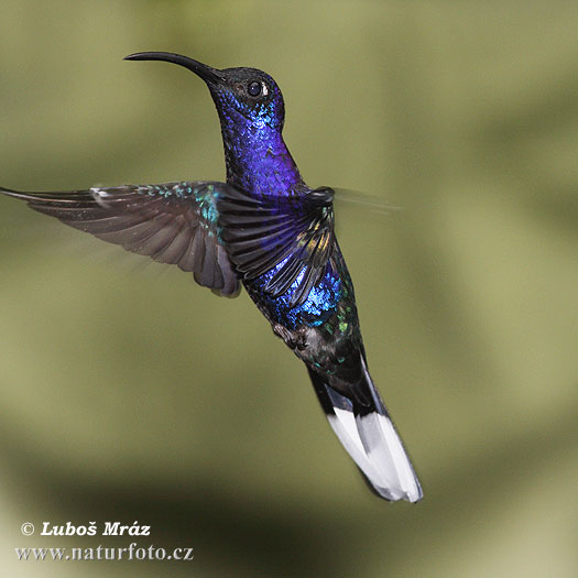 Ala de Sable Violeta