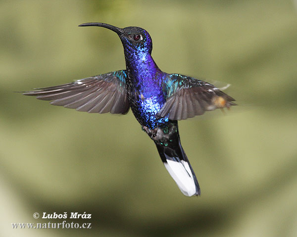 Ala de Sable Violeta