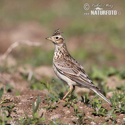 Alauda arvensis