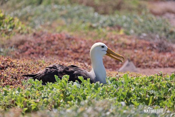 Albatros bergelombang