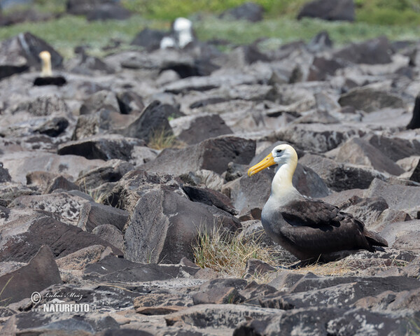 Albatros de les Galápagos