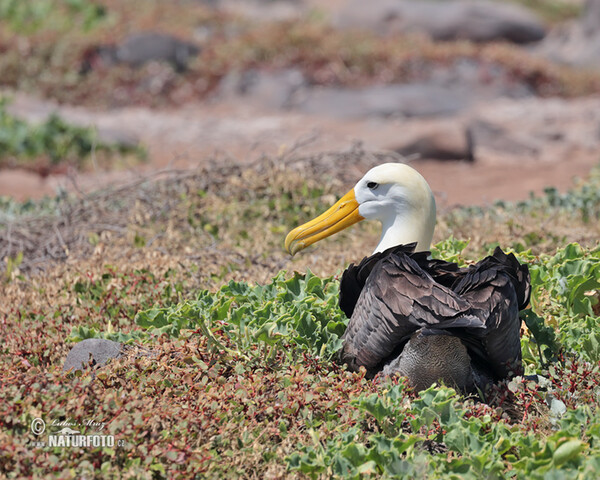 Albatros des Galapagos