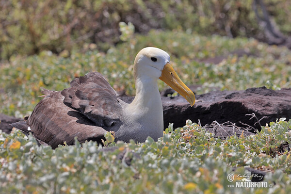 Albatros des Galapagos