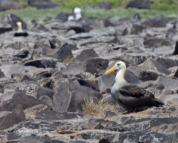 Albatros des Galapagos