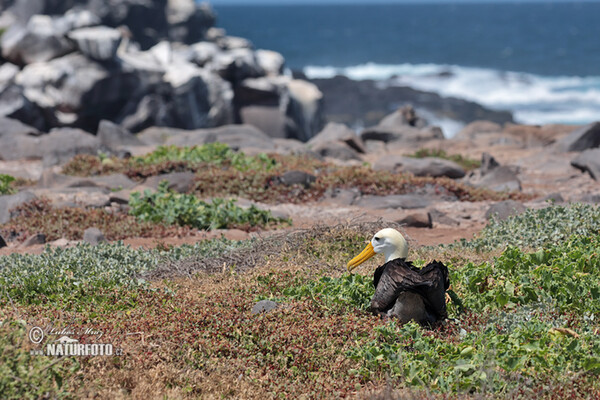 Albatroz-das-galápagos