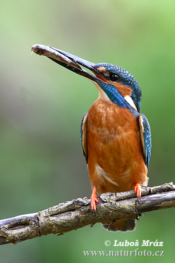 Alcedo atthis