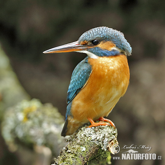 Alcedo atthis