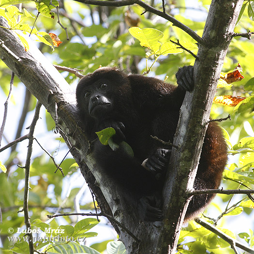 Alouatta palliata