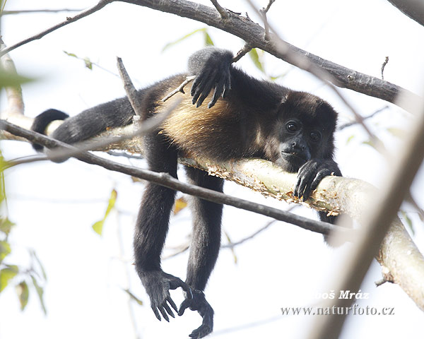 Alouatta palliata