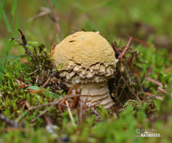 Amanita regalis Mushroom (Amanita regalis)