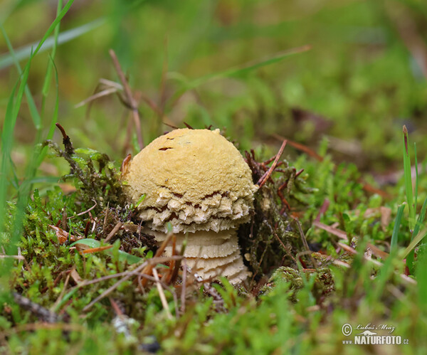 Amanita regalis Mushroom (Amanita regalis)