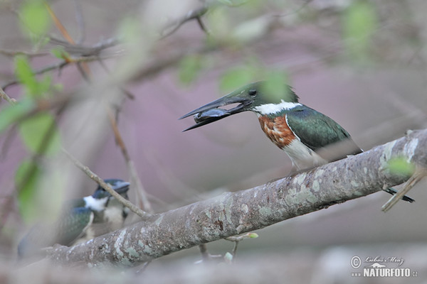 Amazon Kingfisher (Chloroceryle amazona)