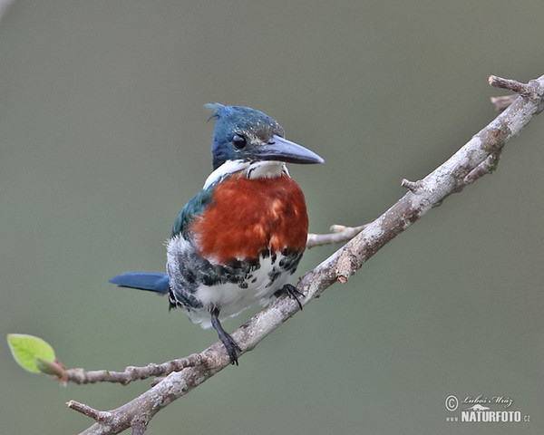 Amazon Kingfisher (Chloroceryle amazona)