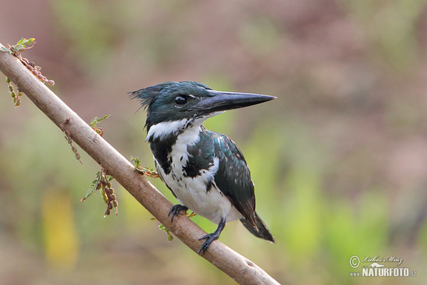 Amazon Kingfisher (Chloroceryle amazona)