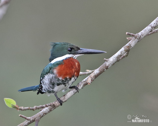 Amazon Kingfisher (Chloroceryle amazona)