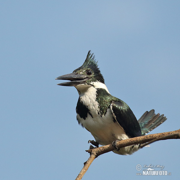 Amazon Kingfisher (Chloroceryle amazona)