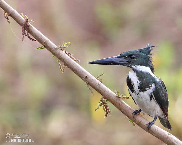 Amazon Kingfisher (Chloroceryle amazona)