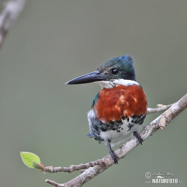 Amazon Kingfisher (Chloroceryle amazona)