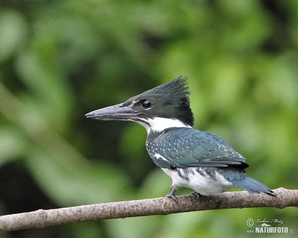 Amazon Kingfisher (Chloroceryle amazona)