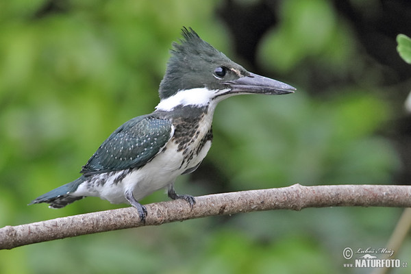 Amazon Kingfisher (Chloroceryle amazona)