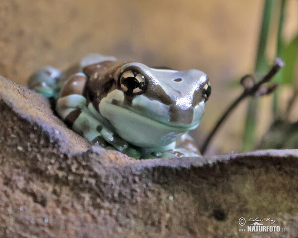 Amazon Milk Frog (Trachycephalus resinifictrix)