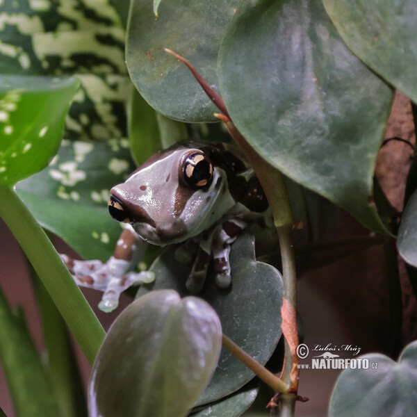 Amazon Milk Frog (Trachycephalus resinifictrix)