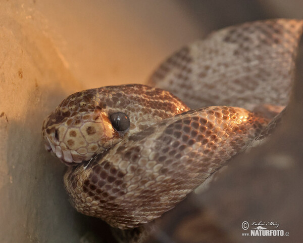 Amazon tree boa (Corallus hortulanus)