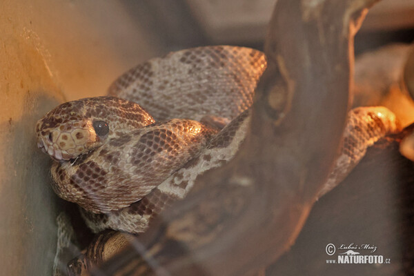 Amazon tree boa (Corallus hortulanus)