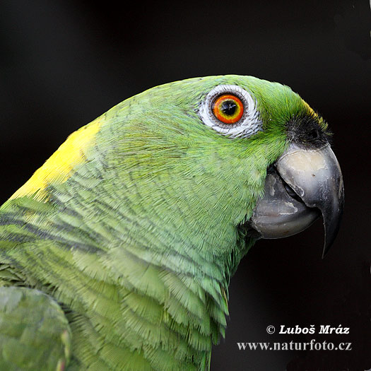 Amazona auropalliata