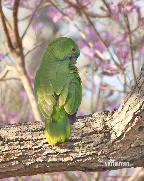 Amazonian Parrotlet (Nannopsittaca dachilleae)