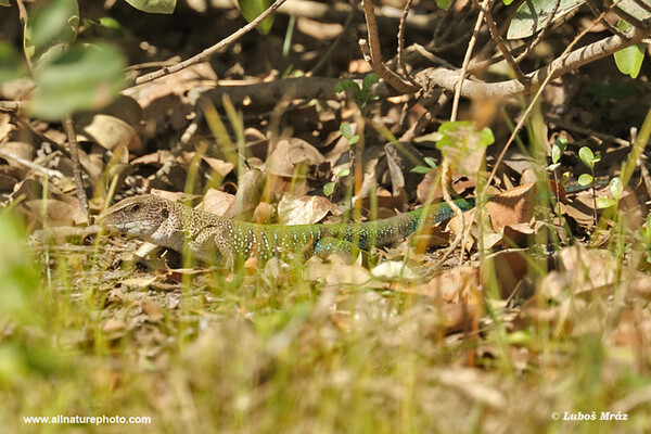 Ameiva ameiva