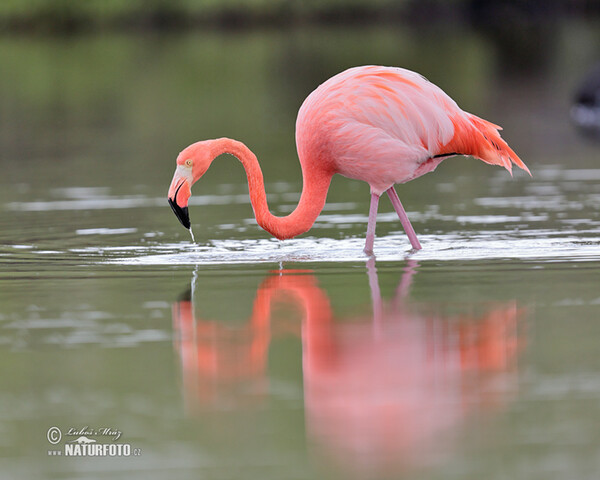 American Flamingo (Phoenicopterus ruber)